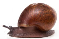 Archachatina puylaerti juvenil